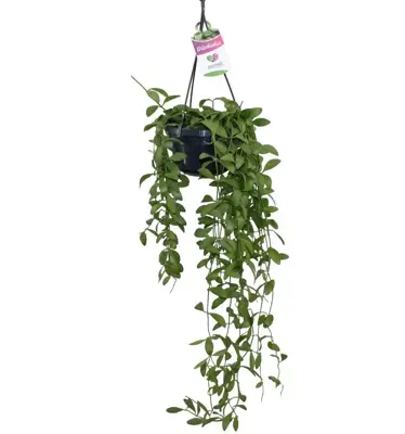 Dischidia oiantha (Dubbeltjesplant) hangplant 30cm - afbeelding 1