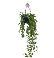 Dischidia oiantha (Dubbeltjesplant) hangplant 30cm - afbeelding 1