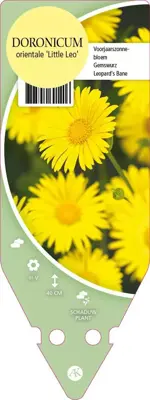 Doronicum Orientale Little Leo (Voorjaarszonnebloem) - afbeelding 1