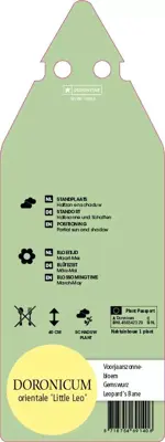 Doronicum Orientale Little Leo (Voorjaarszonnebloem) - afbeelding 2