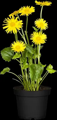 Doronicum orientale (Voorjaarszonnebloem) - afbeelding 13