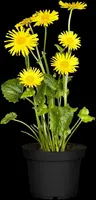 Doronicum orientale (Voorjaarszonnebloem) - afbeelding 13