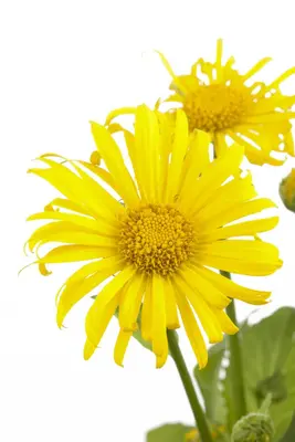 Doronicum orientale (Voorjaarszonnebloem) - afbeelding 1