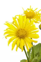 Doronicum orientale (Voorjaarszonnebloem) - afbeelding 1