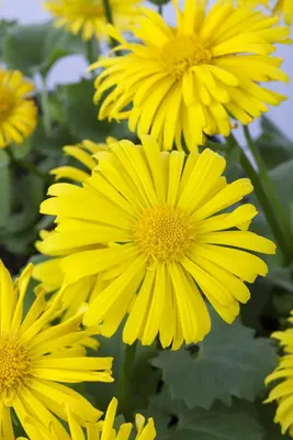 Doronicum orientale (Voorjaarszonnebloem) - afbeelding 3