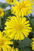 Doronicum orientale (Voorjaarszonnebloem) - afbeelding 3