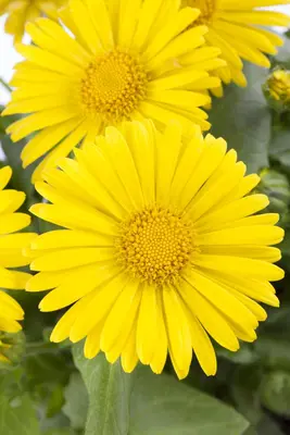 Doronicum orientale (Voorjaarszonnebloem) - afbeelding 6