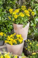 Doronicum orientale (Voorjaarszonnebloem) - afbeelding 8