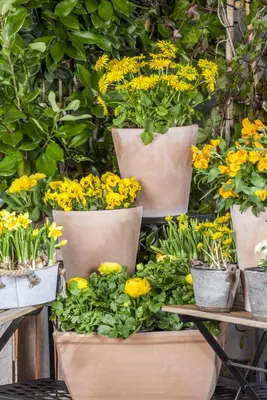 Doronicum orientale (Voorjaarszonnebloem) - afbeelding 9