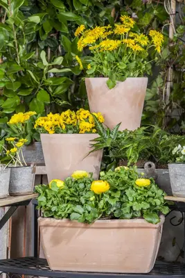 Doronicum orientale (Voorjaarszonnebloem) - afbeelding 11