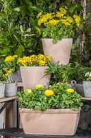 Doronicum orientale (Voorjaarszonnebloem) - afbeelding 11
