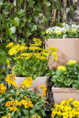 Doronicum orientale (Voorjaarszonnebloem) - afbeelding 12