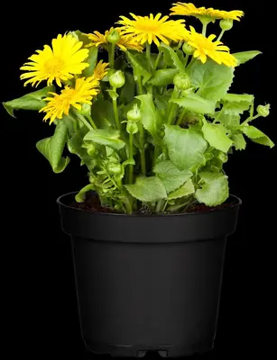 Doronicum orientale (Voorjaarszonnebloem) - afbeelding 7