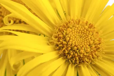 Doronicum orientale (Voorjaarszonnebloem) - afbeelding 2