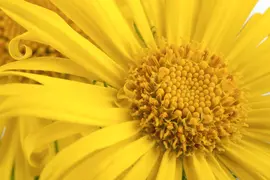 Doronicum orientale (Voorjaarszonnebloem) - afbeelding 2