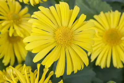 Doronicum orientale (Voorjaarszonnebloem) - afbeelding 4