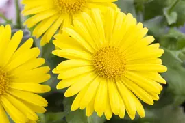 Doronicum orientale (Voorjaarszonnebloem) - afbeelding 5