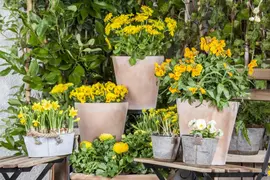 Doronicum orientale (Voorjaarszonnebloem) - afbeelding 10