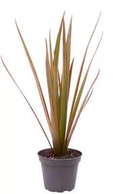 Dracaena bicolor (Dracaena) 20cm - afbeelding 1