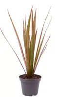 Dracaena bicolor (Dracaena) 20cm - afbeelding 1
