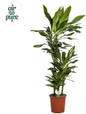 Dracaena fragrans 'Janet Lind' (Drakenbloedboom) 130cm - afbeelding 1
