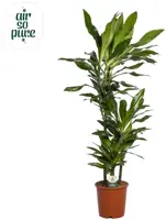 Dracaena fragrans 'Janet Lind' (Drakenbloedboom) 130cm - afbeelding 1
