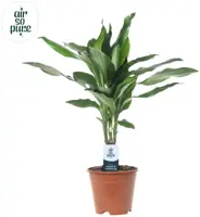 Dracaena fragrans 'Janet Lind' (Drakenbloedboom) 55cm - afbeelding 1