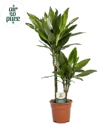 Dracaena fragrans 'Janet Lind' (Drakenbloedboom) 70cm - afbeelding 1