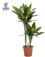 Dracaena fragrans 'Janet Lind' (Drakenbloedboom) 70cm - afbeelding 1
