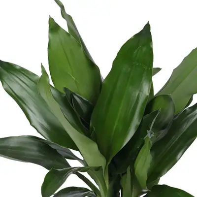 Dracaena fragrans 'Janet Lind' (Drakenbloedboom) 70cm - afbeelding 2