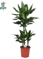 Dracaena fragrans 'Janet Lind' (Drakenbloedboom) 90cm - afbeelding 1