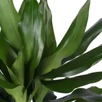 Dracaena fragrans 'Janet Lind' (Drakenbloedboom) 90cm - afbeelding 2