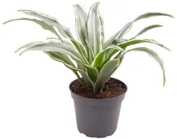 Dracaena fragrans 'Kanzi' (Drakenbloedboom) 15cm - afbeelding 1