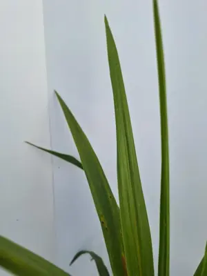Dracaena indivisa - afbeelding 2