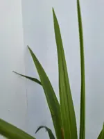 Dracaena indivisa - afbeelding 2