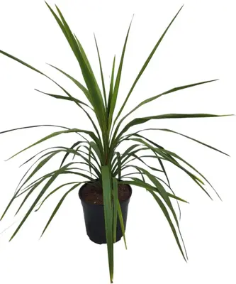 Dracaena indivisa - afbeelding 1