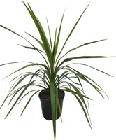 Dracaena indivisa - afbeelding 1