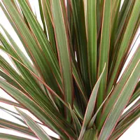 Dracaena marginata 'Bicolor' (Drakenbloedboom) 125cm - afbeelding 2