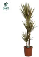 Dracaena marginata 'Bicolor' (Drakenbloedboom) 125cm - afbeelding 1