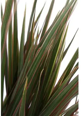 Dracaena marginata 'Bicolor' (Drakenbloedboom) 75cm - afbeelding 2