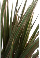 Dracaena marginata 'Bicolor' (Drakenbloedboom) 75cm - afbeelding 2