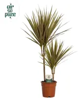 Dracaena marginata 'Bicolor' (Drakenbloedboom) 75cm - afbeelding 1