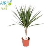 Dracaena marginata (Drakenbloedboom) 55cm kopen?