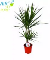 Dracaena marginata (Drakenbloedboom) 75cm - afbeelding 1
