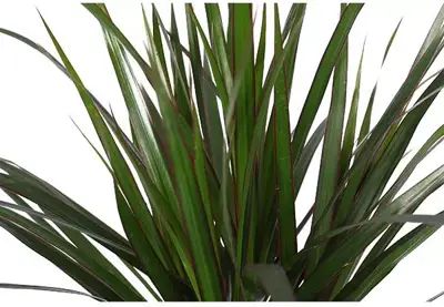 Dracaena marginata (Drakenbloedboom) 75cm - afbeelding 2
