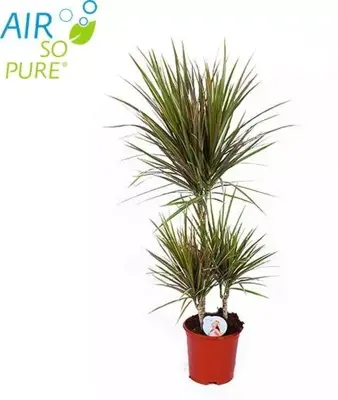 Dracaena marginata (Drakenbloedboom) 95cm - afbeelding 1