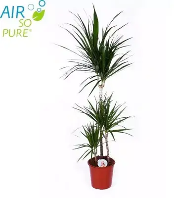 Dracaena marginata (Drakenbloedboom) 95cm - afbeelding 1