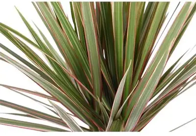 Dracaena marginata (Drakenbloedboom) 95cm - afbeelding 2