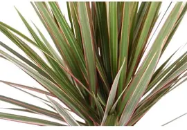 Dracaena marginata (Drakenbloedboom) 95cm - afbeelding 2