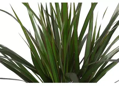 Dracaena marginata (Drakenbloedboom) 95cm - afbeelding 2